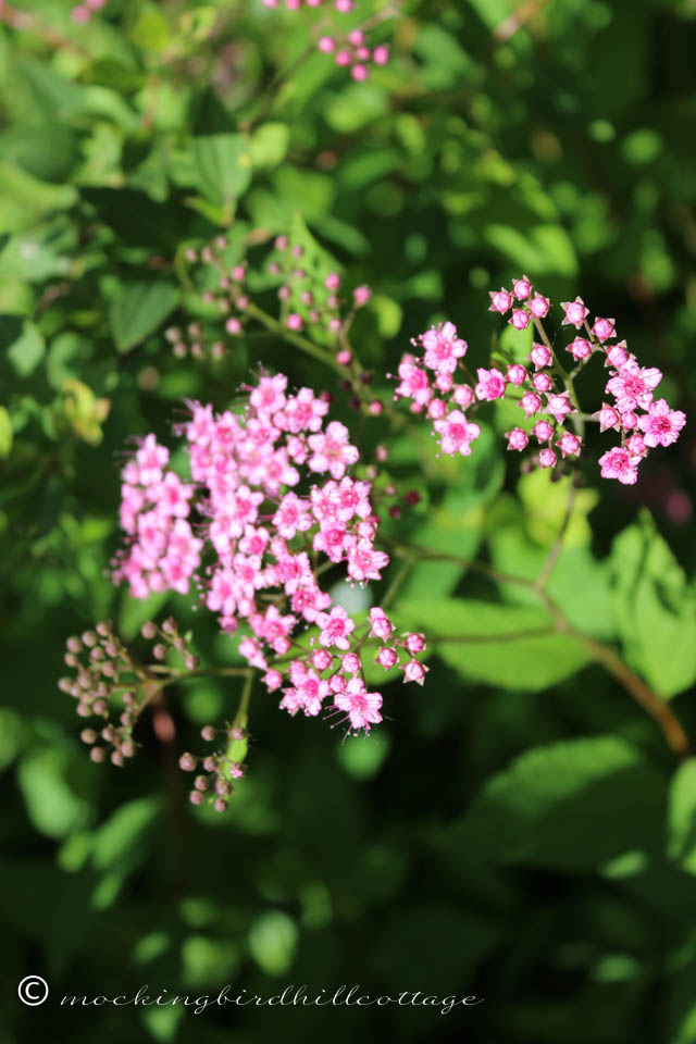 6-13 spirea