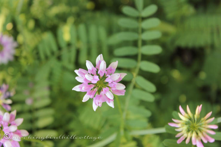 6-18 crownvetch