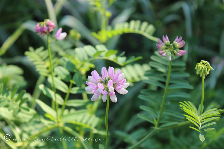 6-18 crownvetch2