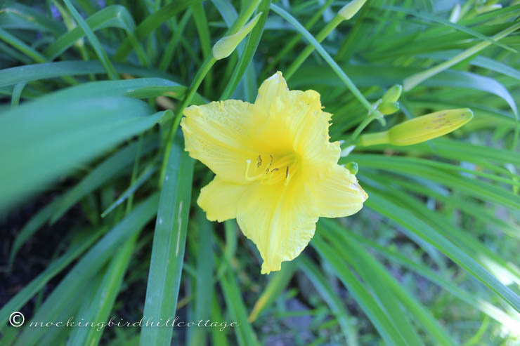 6-19 yellowdaylily