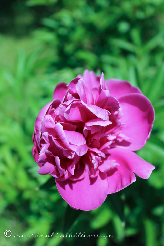 6-2 peony2