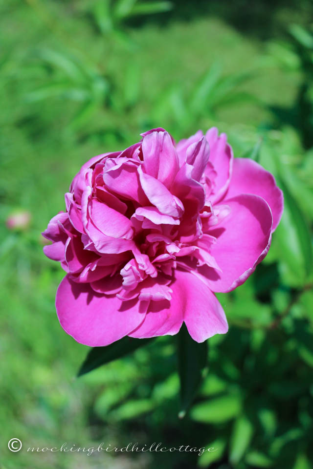 6-2 peony4