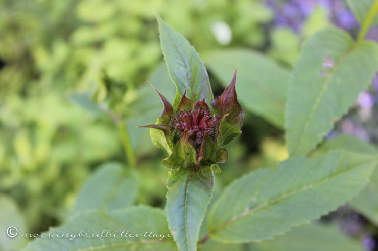 6-20 beebalm