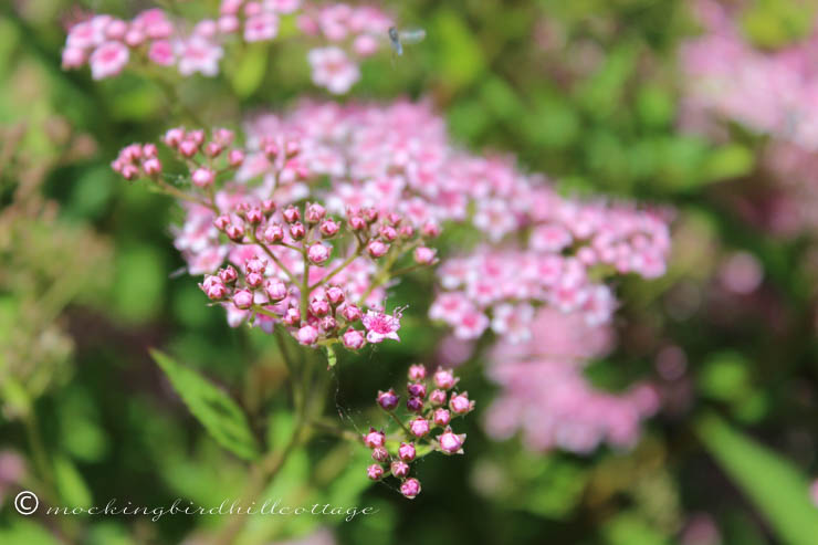 6-20 pinkspirea