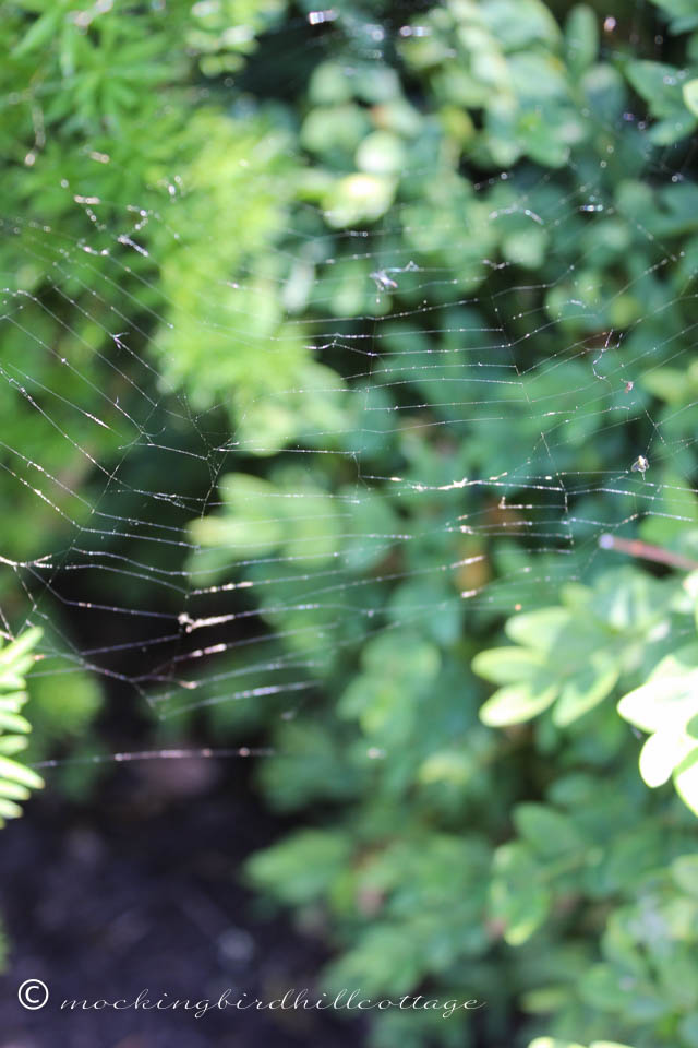 6-20 spiderweb