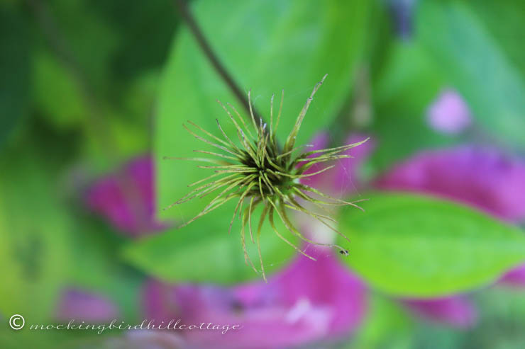 6-20 webonclematis