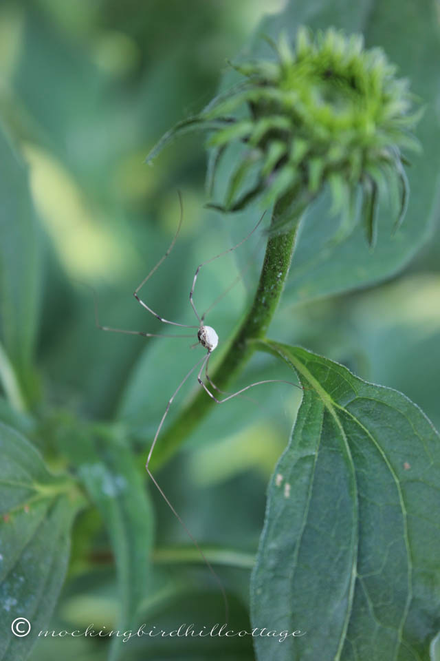 6-22 spiderconeflower