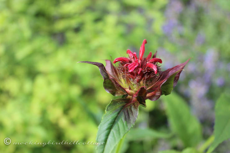 6-23 beebalm