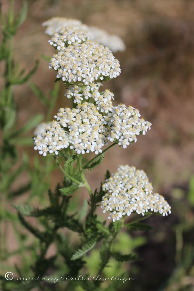 6-23 yarrow