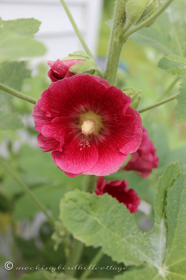 6-25 hollyhock!