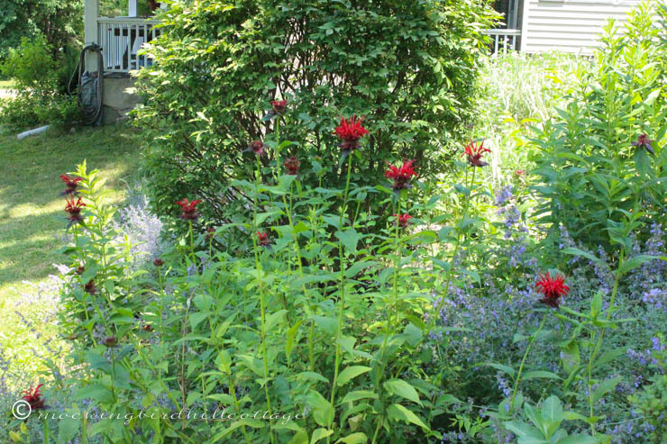 6-27 beebalm