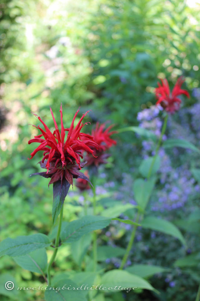 6-27 beebalm2