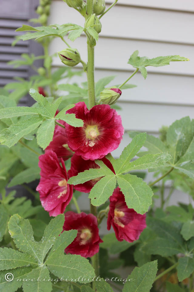 6-27 hollyhocks