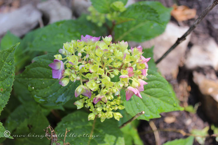 6-27 hydrangea