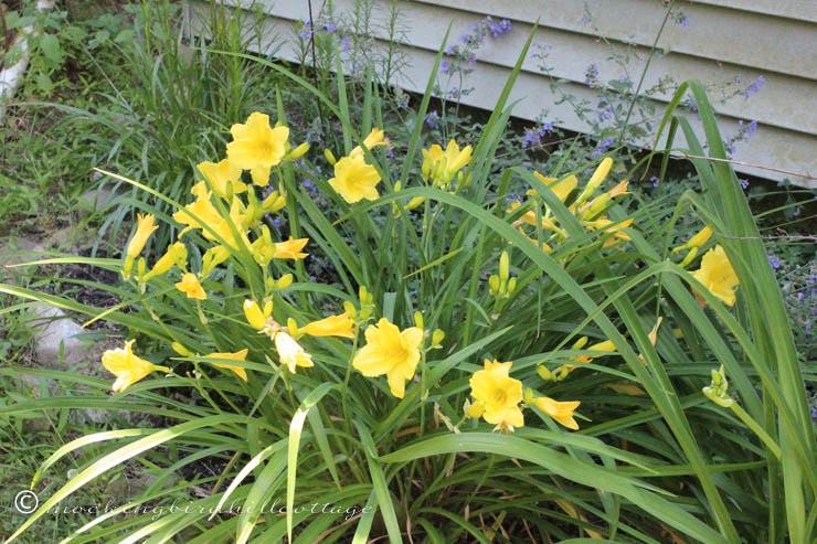 6-27 yellowdaylilies