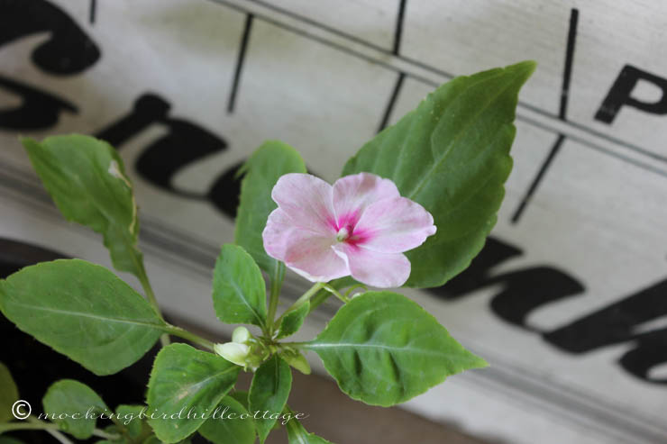 6-29 floweronimpatiens