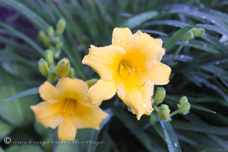 6-3 daylily