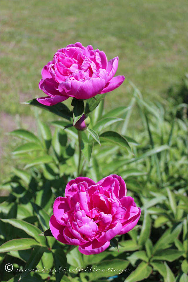 6-3 peony2