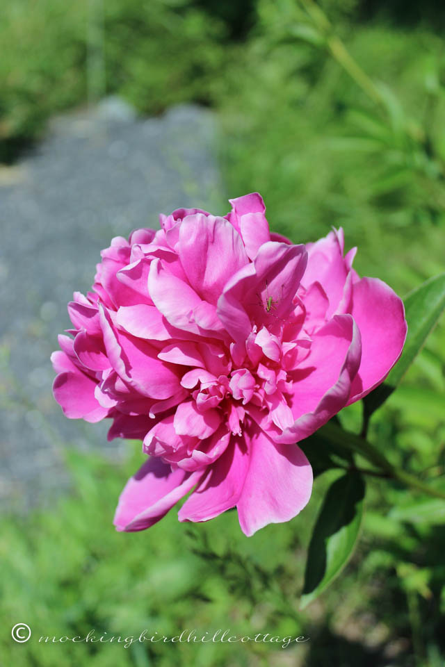 6-3 peony3