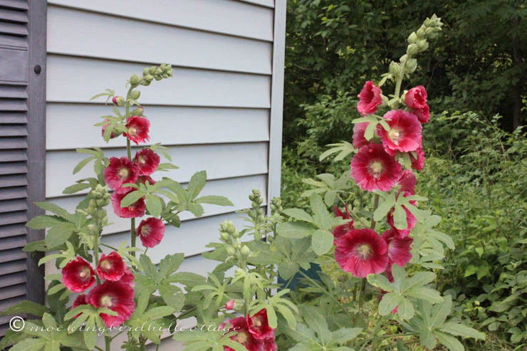 6-30 hollyhocks