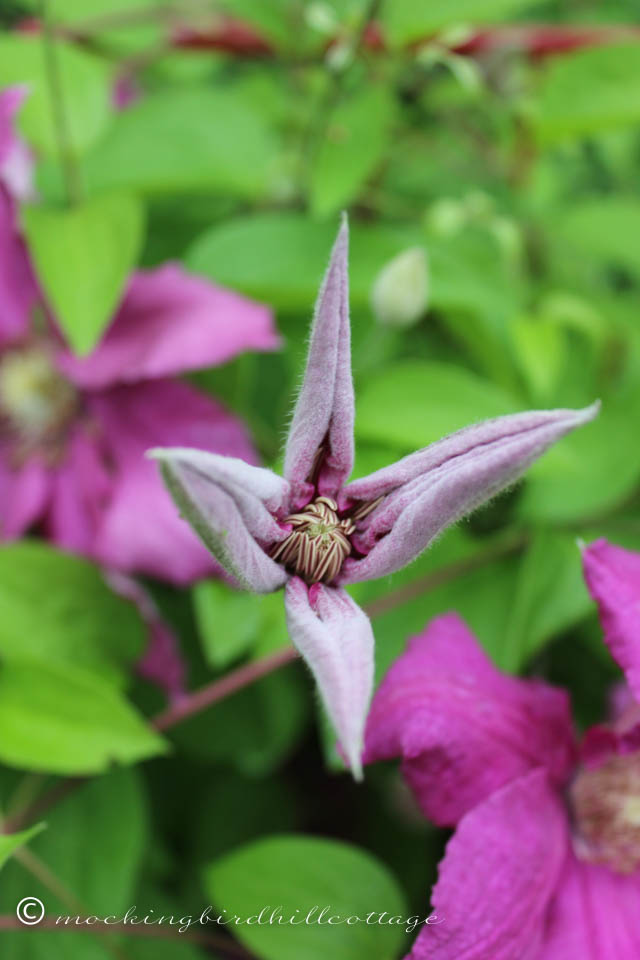 6-4 openingclematis