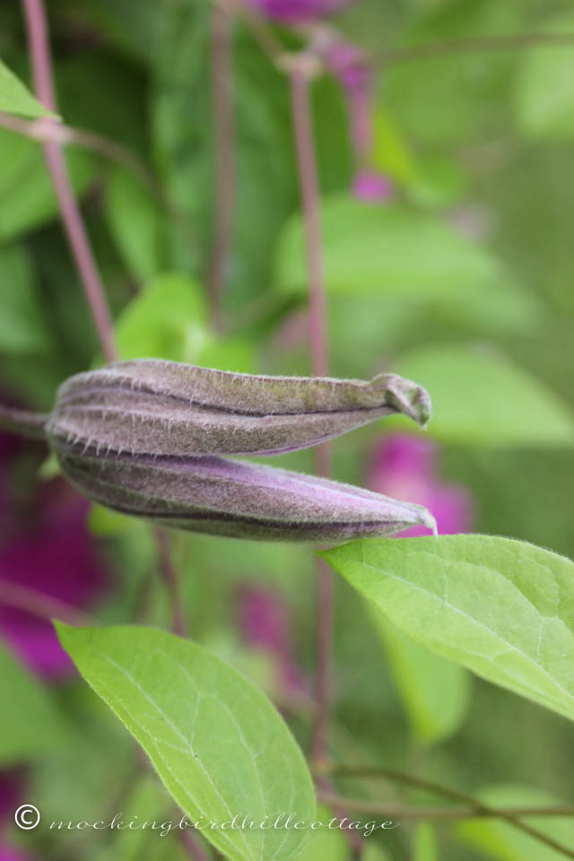 6-4 openingclematis1