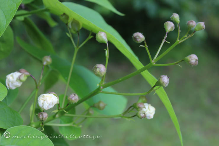 6-7 catalpa buds