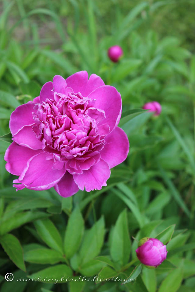 6-7 peony and buds