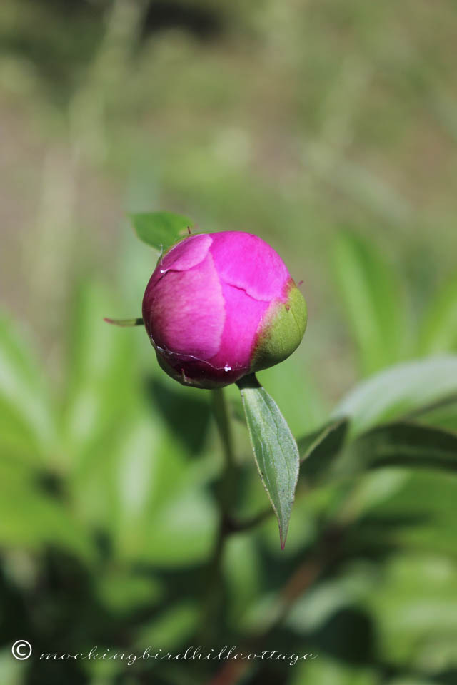 6-7 peonybud