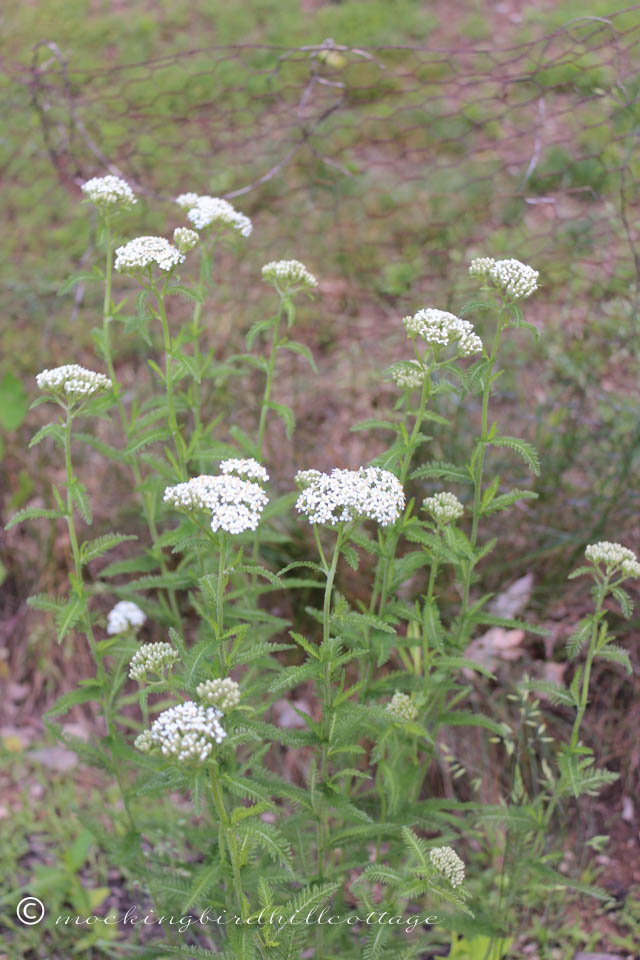 6-8 yarrow1