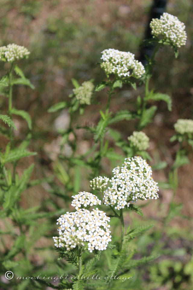 6-8 yarrow2