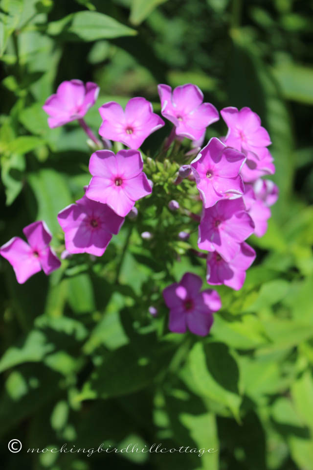 7-12 phlox