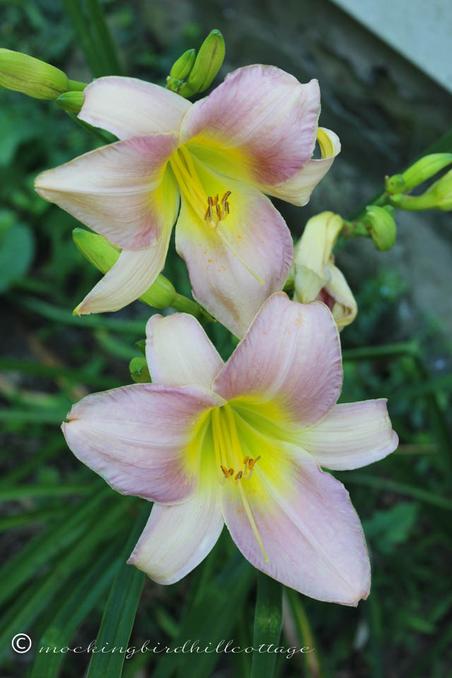 7-14 purpledaylilies