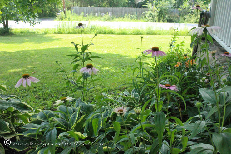 7-15 coneflowers