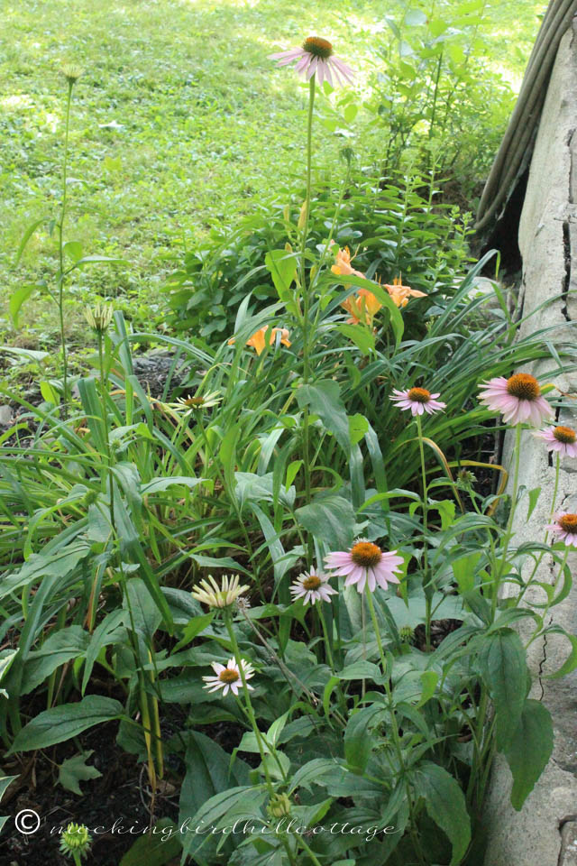 7-15 coneflowers2