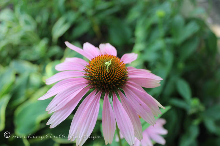 7-16 greenbugonconeflower