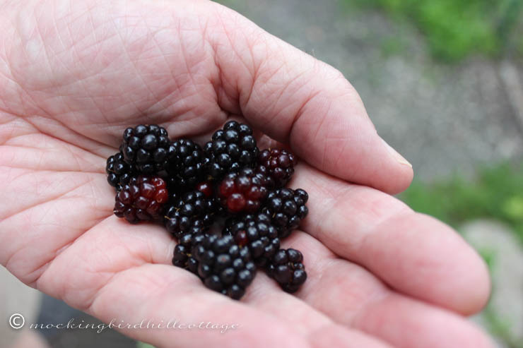 7-16 wildblackraspberries