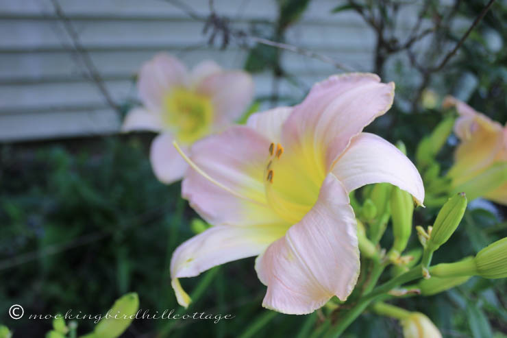 7-17 gorgeousdaylily