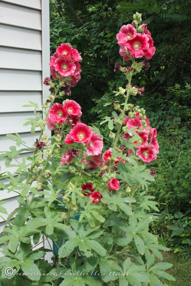 7-17 hollyhocks