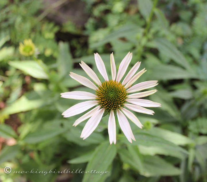 7-17 whiteconeflower