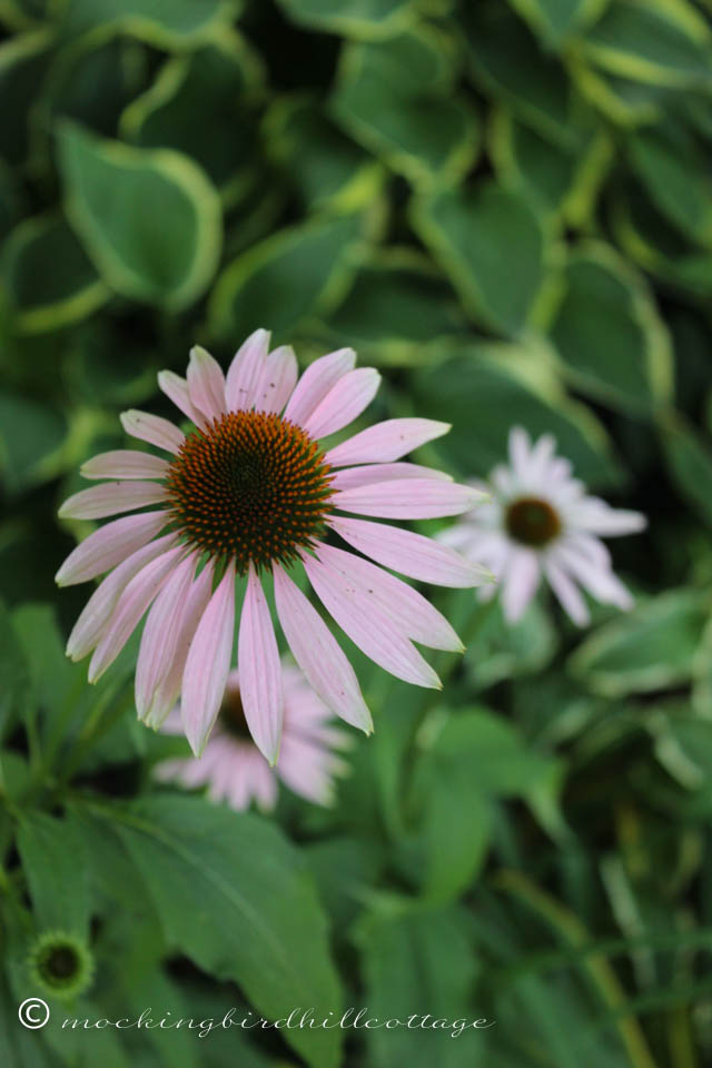 7-18 coneflower