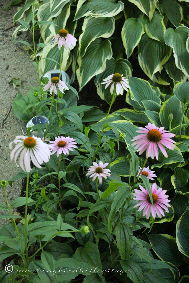 7-18 coneflowers