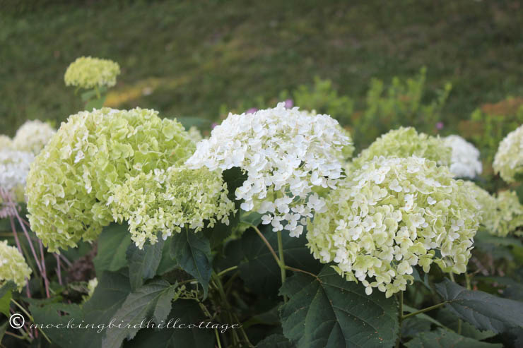 7-18 hydrangea