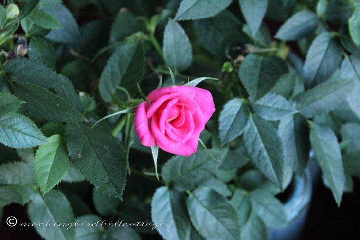 7-18 miniaturerose