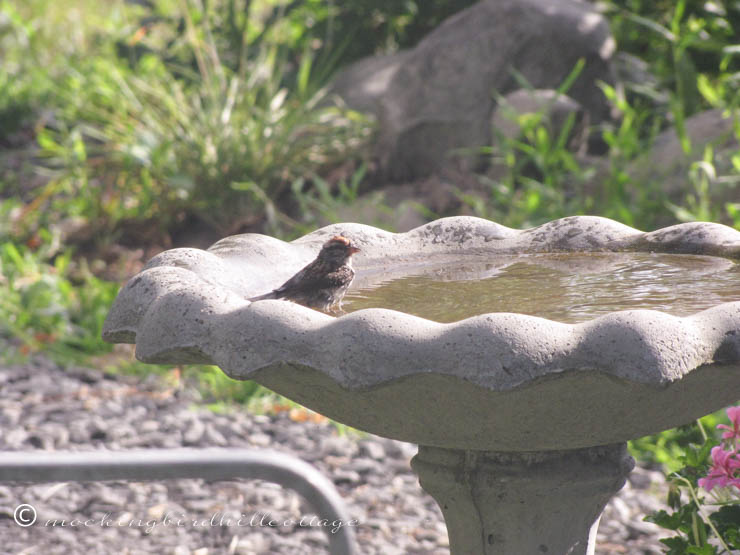 7-19 finchinbirdbath