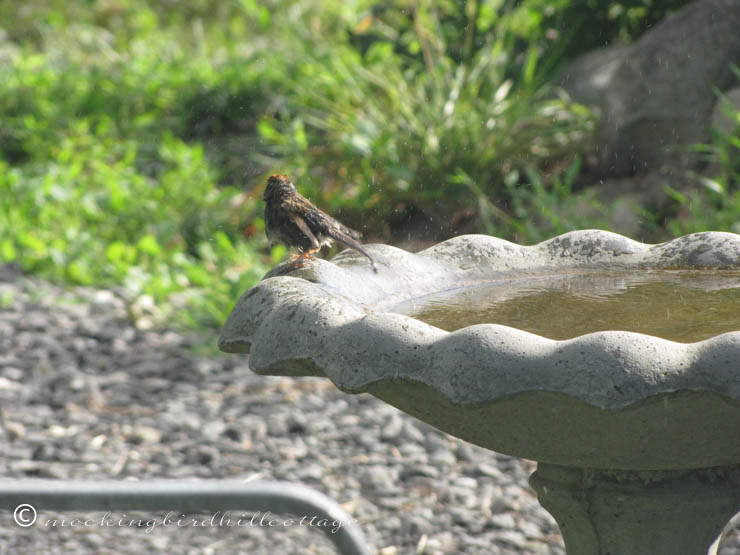 7-19 finchinbirdbath2