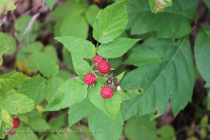 7-2 blackraspberries