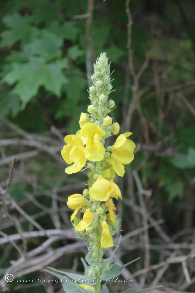 7-2 mullein flowers1