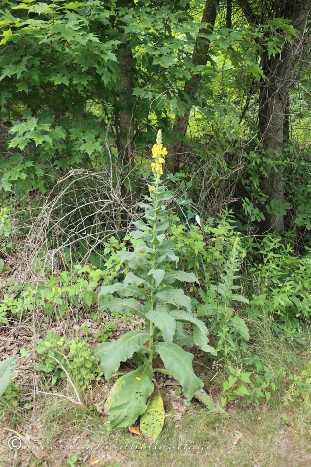 7-2 mullein plant