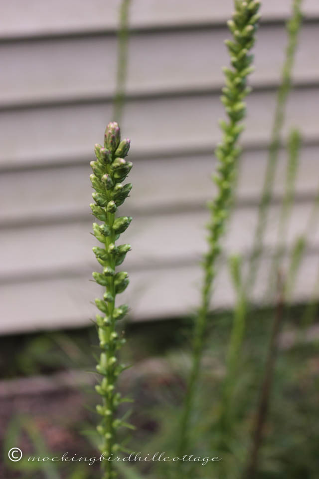 7-20 liatris